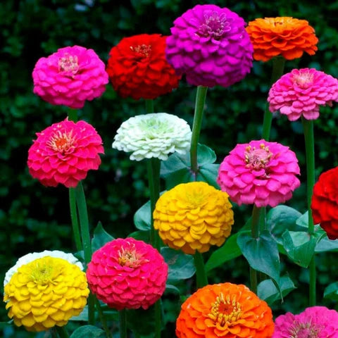 Pastel Mix Zinnia Flower seeds for Planting Long Bloom Season Heirloom & GMO Free Seeds for Home Garden 
 
 Sale