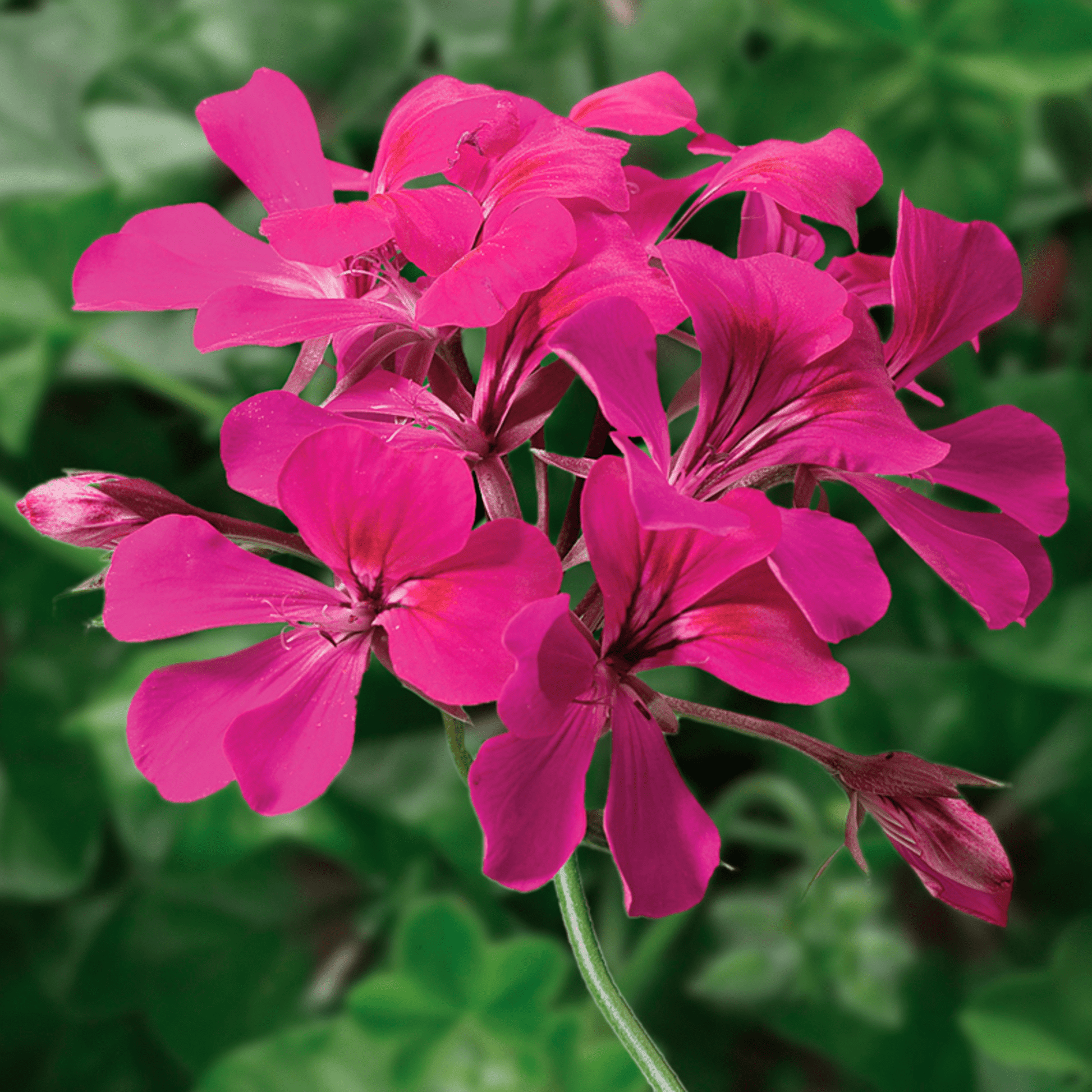 Rose Pelargonium Peltatum Seeds for Planting Wildflower Mix Heirloom & GMO Free Seeds for Home Garden
 
 Sale