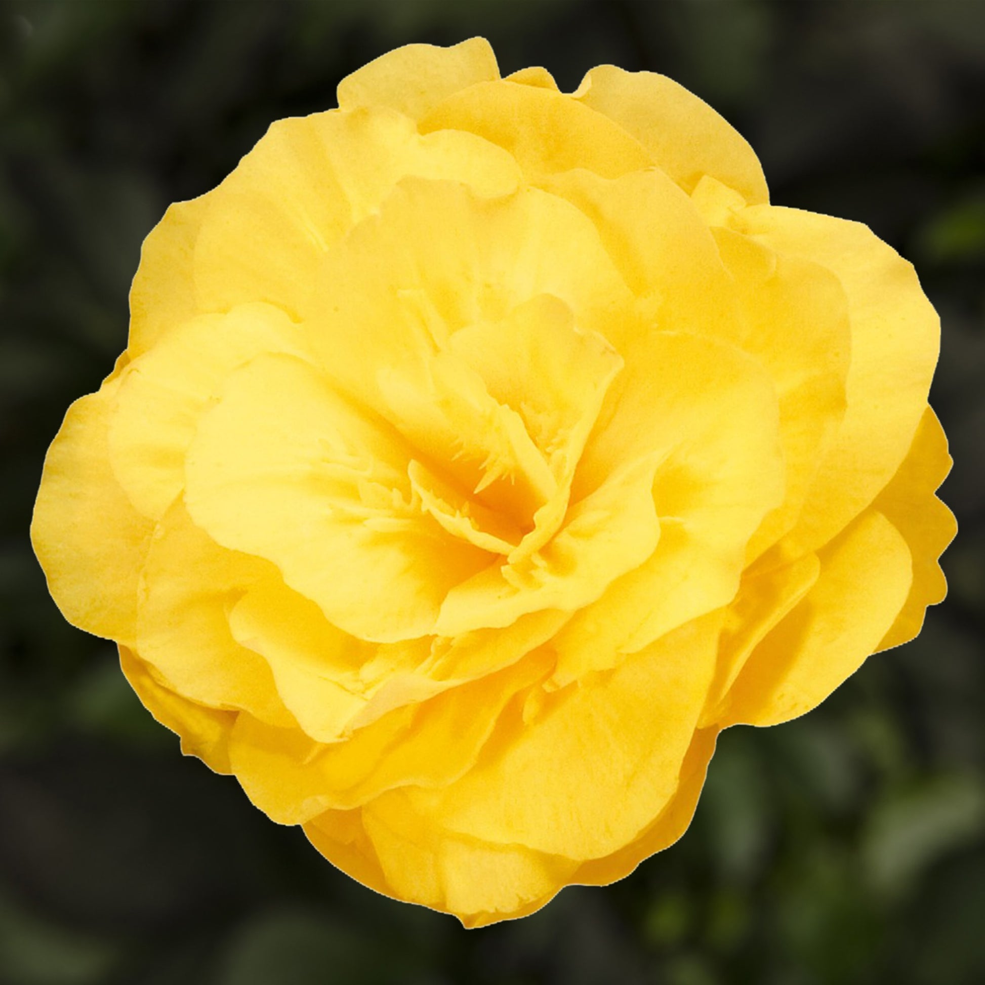 Yellow Mocca Flower seeds for Planting Vibrant Colors Heirloom & GMO Free Seeds for Home Garden
 
 Sale