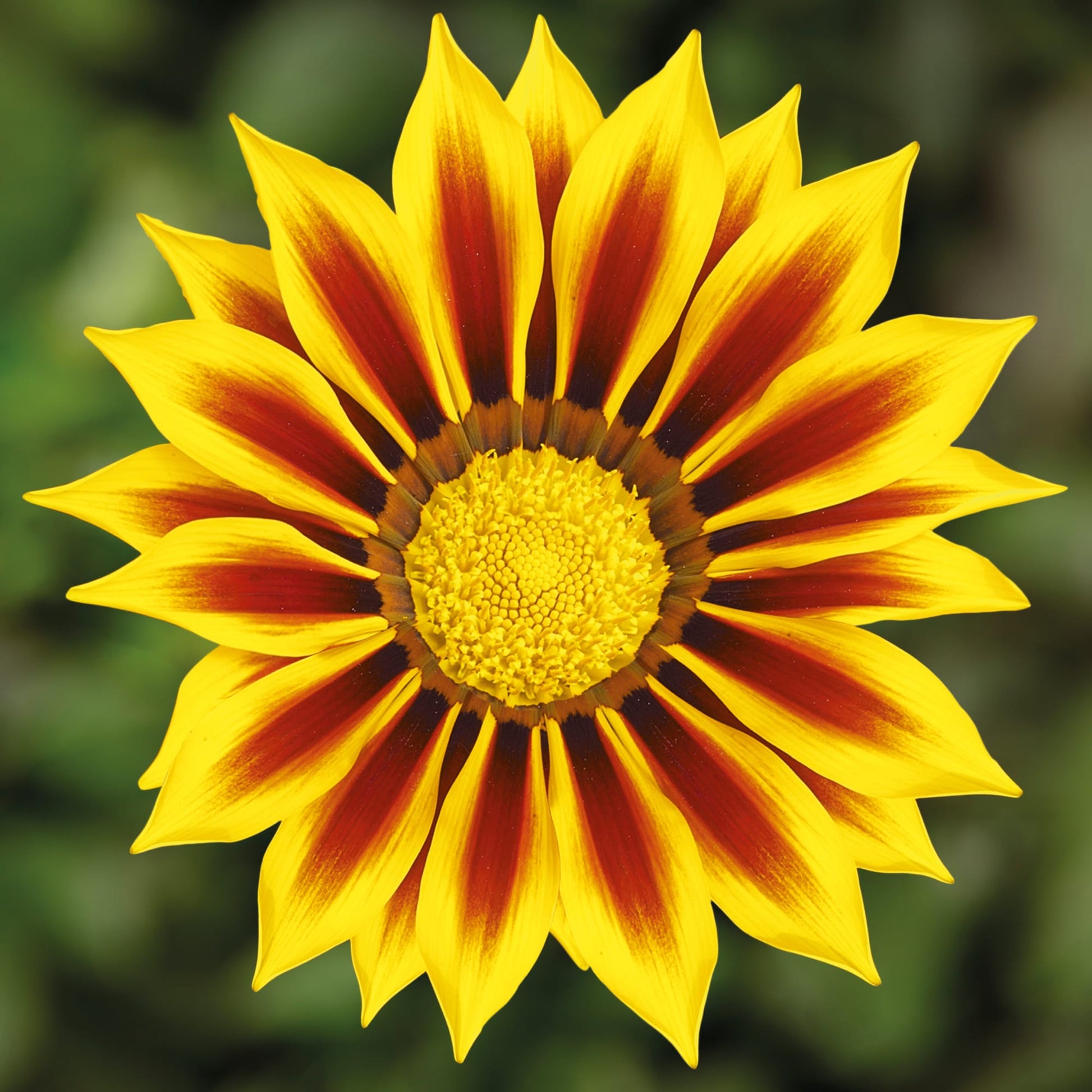 Yellow Gazania Flower seeds for Planting Long Bloom Season Heirloom & GMO Free Seeds for Home Garden
 
 Sale