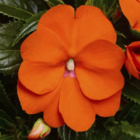 Orange Impatiens Flower seeds for Planting - Bright Blooms, Heirloom & GMO Free Seeds for Home Garden