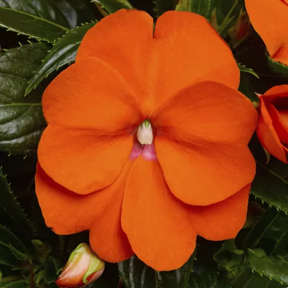 Orange Impatiens Flower seeds for Planting - Bright Blooms, Heirloom & GMO Free Seeds for Home Garden