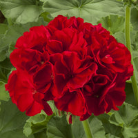 Deep Red Geranium Flower seeds for Planting - Shade Tolerant, Heirloom & GMO Free Seeds for Home Garden