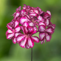 Pink Burgundy Geranium Flower seeds for Planting - Easy to Grow, Heirloom & GMO Free Seeds for Home Garden