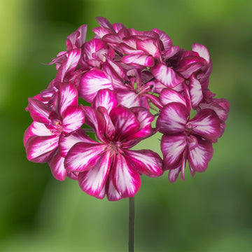Pink Burgundy Geranium Flower seeds for Planting - Easy to Grow, Heirloom & GMO Free Seeds for Home Garden