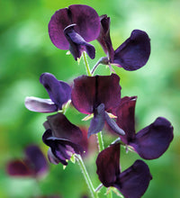 Black Sweet Pea Flower Seeds for Planting Perfect for Borders Heirloom & GMO Free Seeds for Home Garden
 
 Sale
