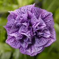 Double Violet Petunia Flower seeds for Planting - Cottage Garden Essential, Heirloom & GMO Free Seeds for Home Garden