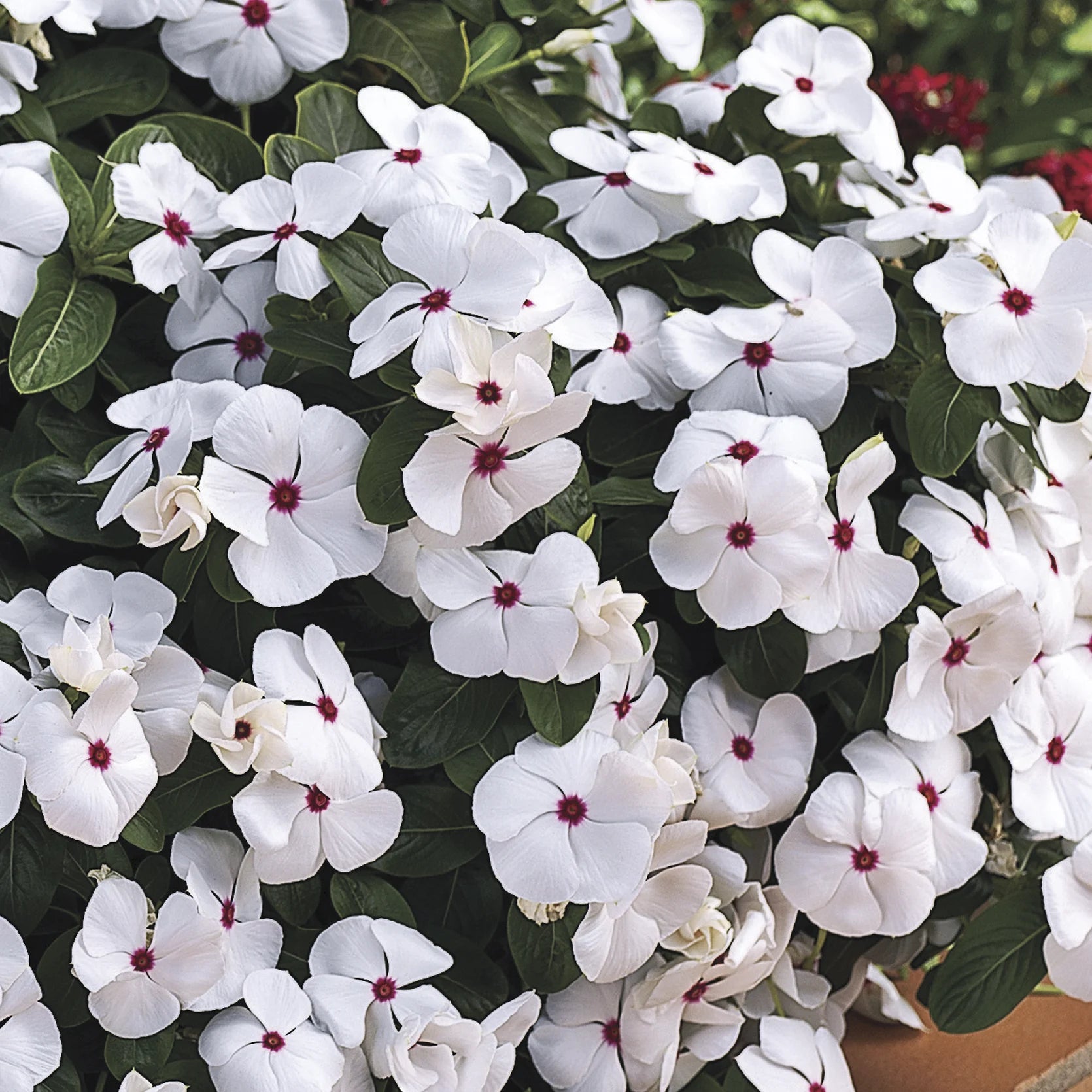 White Cora Cascade Flower seeds for Planting - Premium Quality, Heirloom & GMO Free Seeds for Home Garden