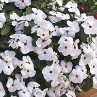 White Cora Cascade Flower seeds for Planting - Premium Quality, Heirloom & GMO Free Seeds for Home Garden