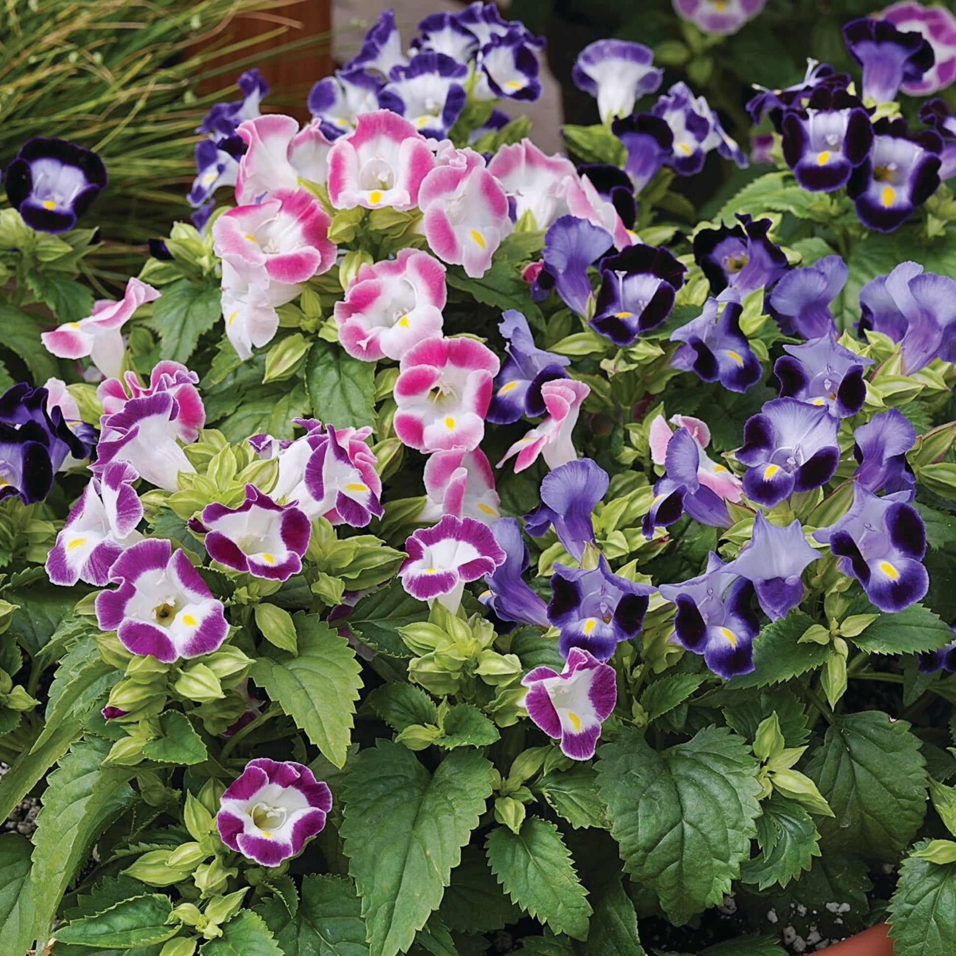Deep Blue Torenia Flower seeds for Planting - Bright Blooms, Heirloom & GMO Free Seeds for Home Garden