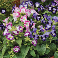 Deep Blue Torenia Flower seeds for Planting - Bright Blooms, Heirloom & GMO Free Seeds for Home Garden