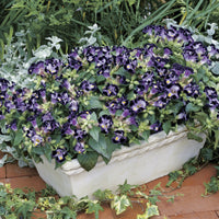 Deep Blue Torenia Flower seeds for Planting - Bright Blooms, Heirloom & GMO Free Seeds for Home Garden
