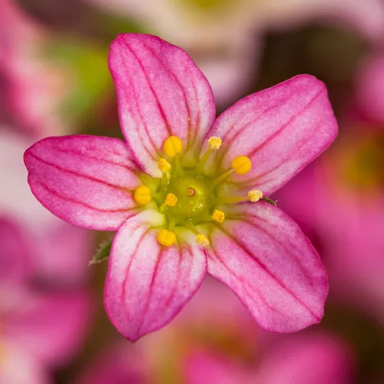 Pink Saxifraga Flower seeds for Planting Colorful Display Heirloom & GMO Free Seeds for Home Garden 
 
 Sale