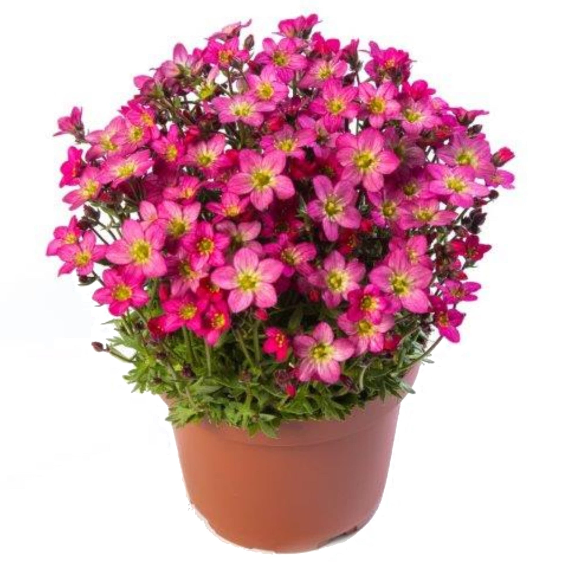 Pink Saxifraga Flower seeds for Planting - Garden Favorite, Heirloom & GMO Free Seeds for Home Garden