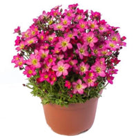 Pink Saxifraga Flower seeds for Planting - Garden Favorite, Heirloom & GMO Free Seeds for Home Garden
