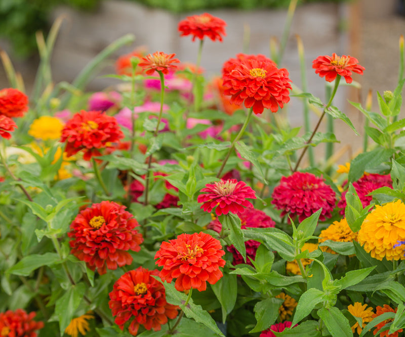 Colored Semi DIY Flower Plant Seeds
