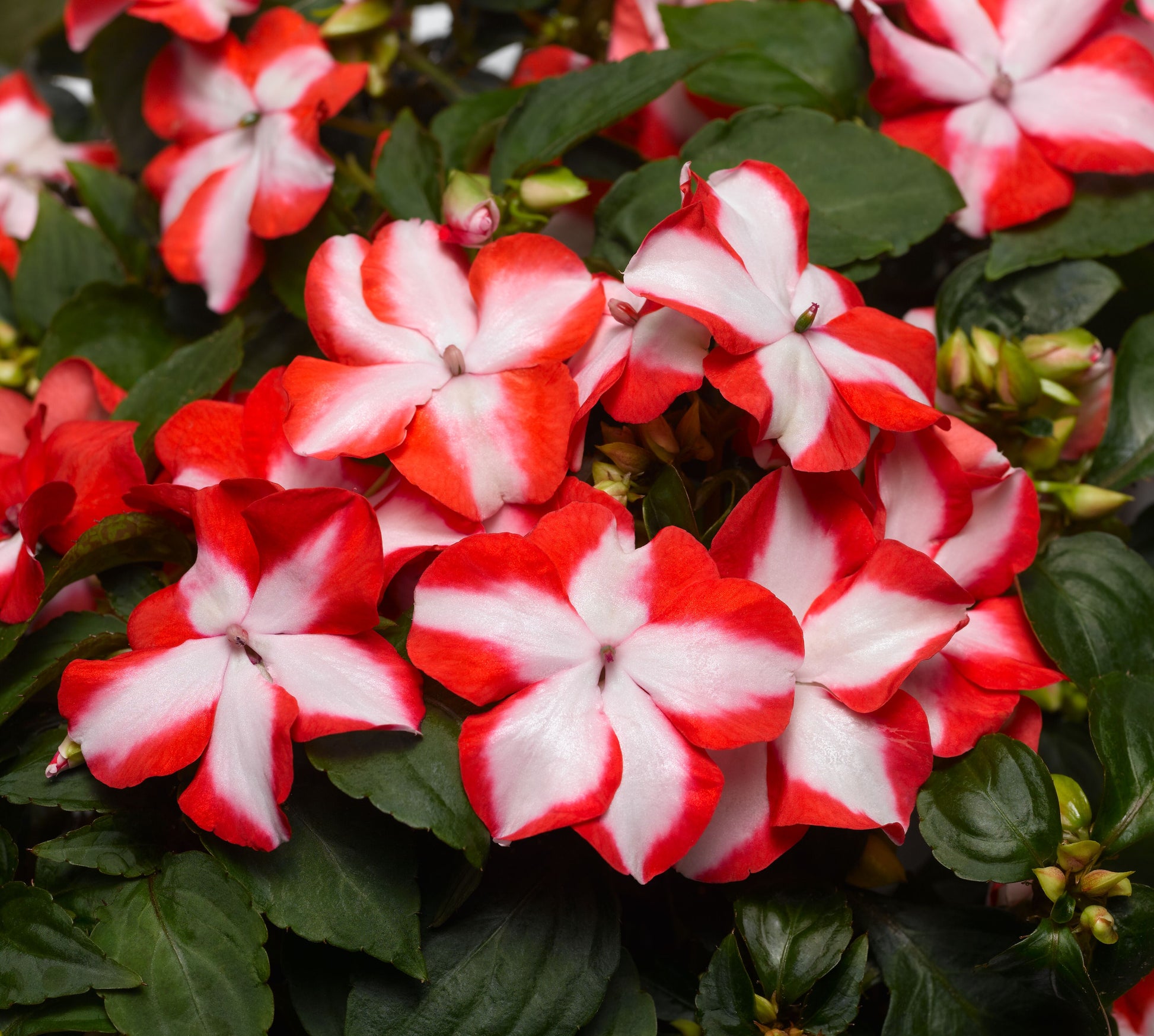 Impatiens Accent Premium Flower Mix Seeds for Planting flower bed