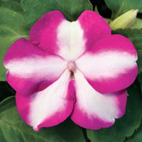 Impatiens Accent Premium-Mix Seeds for Planting flower bed