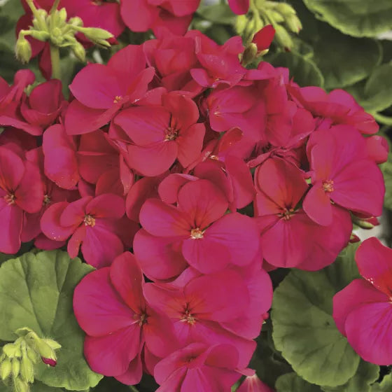 Violet Red Geranium Flower Seeds for Planting, Heirloom Non-GMO, High Germination Organic Garden Seeds
