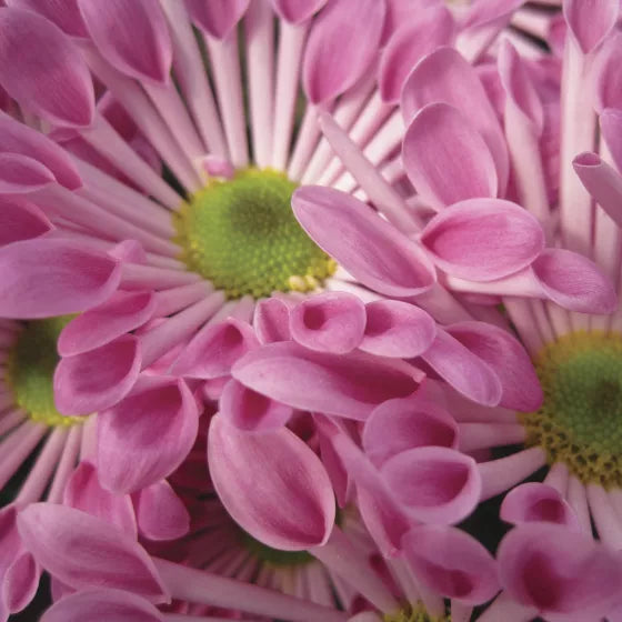 Pink Spoon Mum Flower seeds for Planting - Colorful Display, Heirloom & GMO Free Seeds for Home Garden