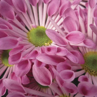Pink Spoon Mum Flower seeds for Planting - Colorful Display, Heirloom & GMO Free Seeds for Home Garden