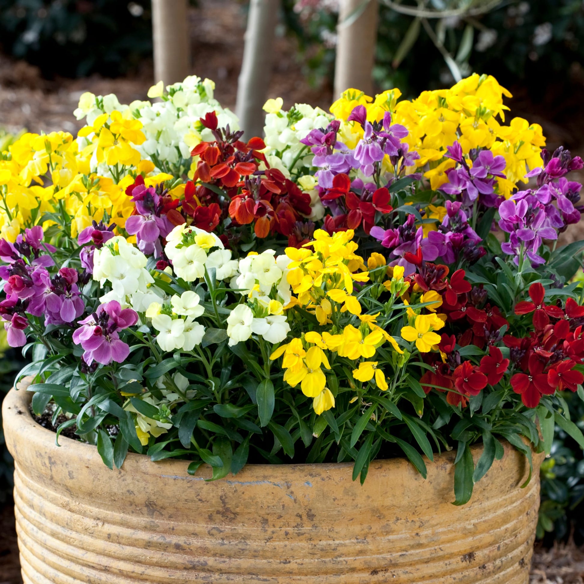 Mixed Cheiranthus Cheiri Flower Seeds for Easy Planting