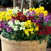Mixed Cheiranthus Cheiri Flower Seeds for Easy Planting