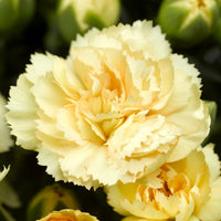 Yellow Caryophyllus Flower Planting Seeds