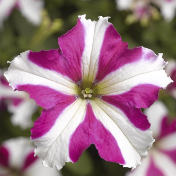 Pink White Tritunia Rose Flower seeds for Planting - Wildflower Mix, Heirloom & GMO Free Seeds for Home Garden