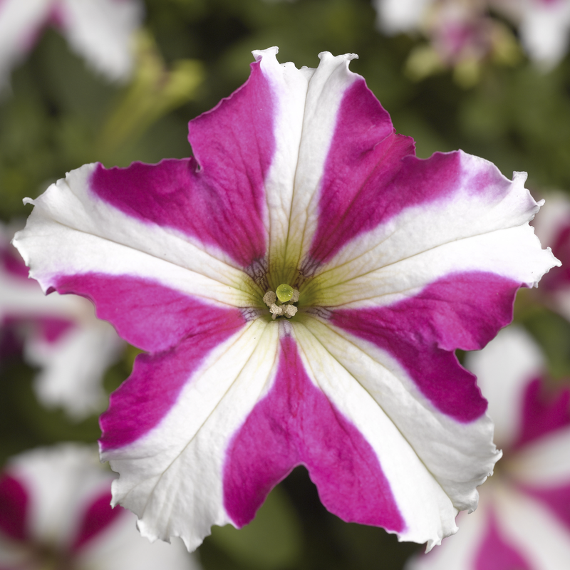 Pink White Tritunia Rose Flower seeds for Planting - Wildflower Mix, Heirloom & GMO Free Seeds for Home Garden