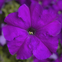 Violet Petunia Flower seeds for Planting - Cut Flower Favorite, Heirloom & GMO Free Seeds for Home Garden