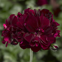 Dark Burgundy Geranium Flower seeds for Planting Vibrant Colors Heirloom & GMO Free Seeds for Home Garden
 
 Sale