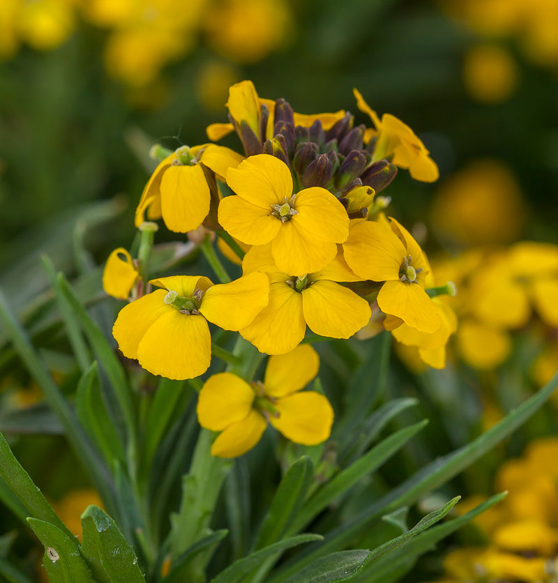 Yellow Wallflower Flower seeds for Planting - Premium Quality, Heirloom & GMO Free Seeds for Home Garden