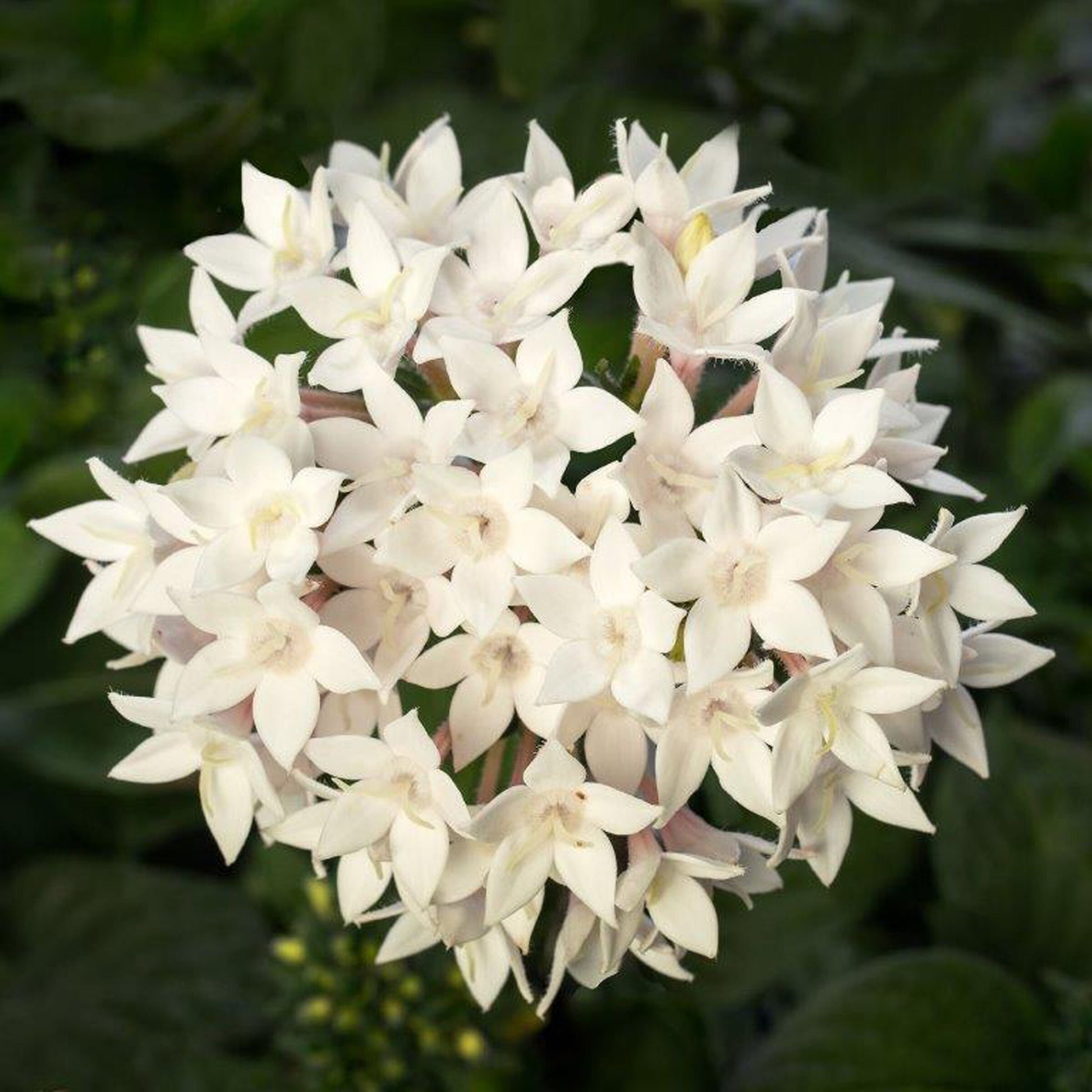 White Pentas Starla Flower Planting - Seeds for Brightening Your Garden with Stunning Blooms