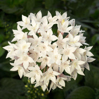 White Pentas Starla Flower Planting - Seeds for Brightening Your Garden with Stunning Blooms