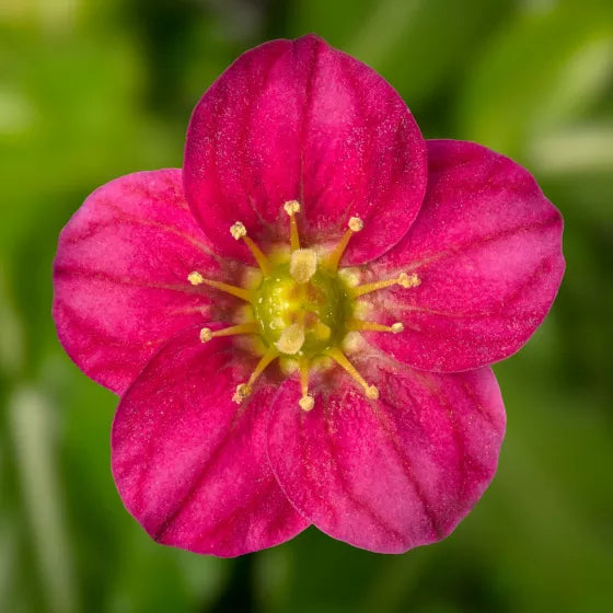 Saxifrage Rose Flower Seeds for Planting - Vibrant Garden Blooms