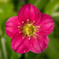 Saxifrage Rose Flower Seeds for Planting - Vibrant Garden Blooms