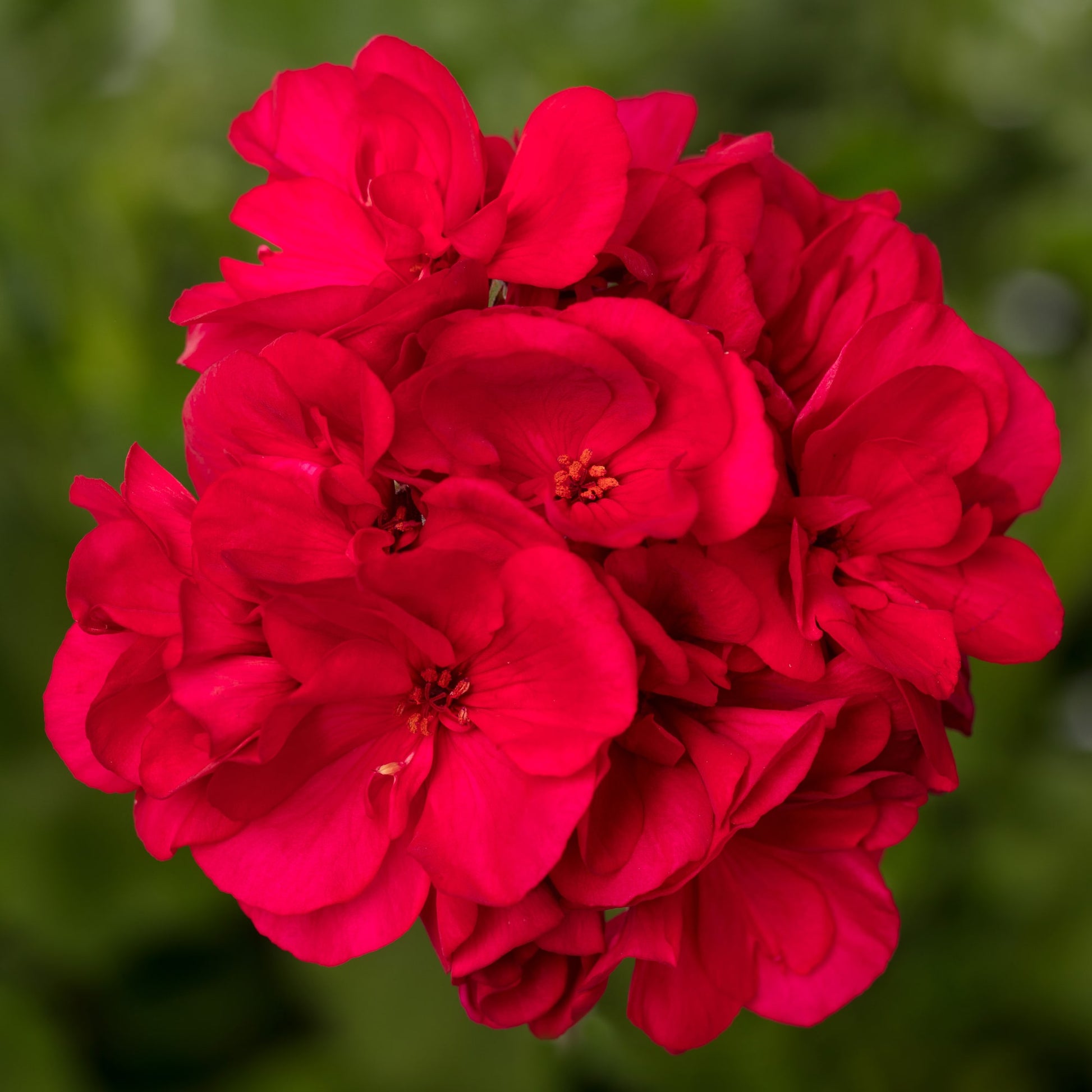 Geraniums Deep Red Flower seeds for Planting - Fragrant Blossoms, Heirloom & GMO Free Seeds for Home Garden