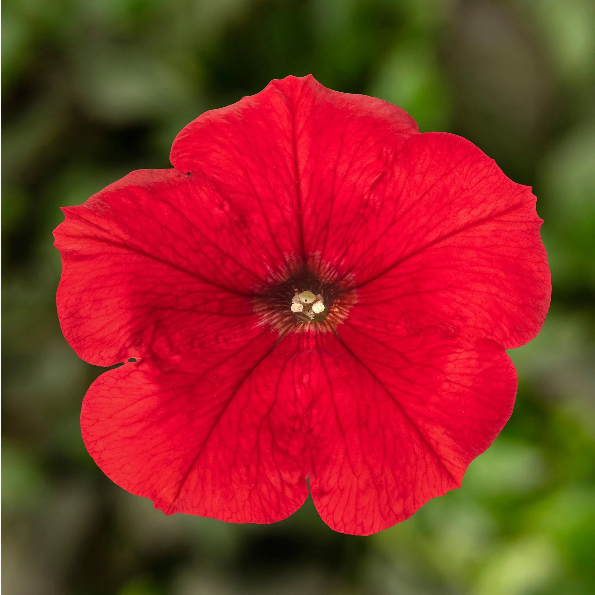 Red Petunia Petals Flower Planting Seeds for Lush and Colorful Gardens
