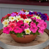 Mixed Pelleted Petunia Flower seeds for Planting Pollinator Friendly Heirloom & GMO Free Seeds for Home Garden 
 
 Sale