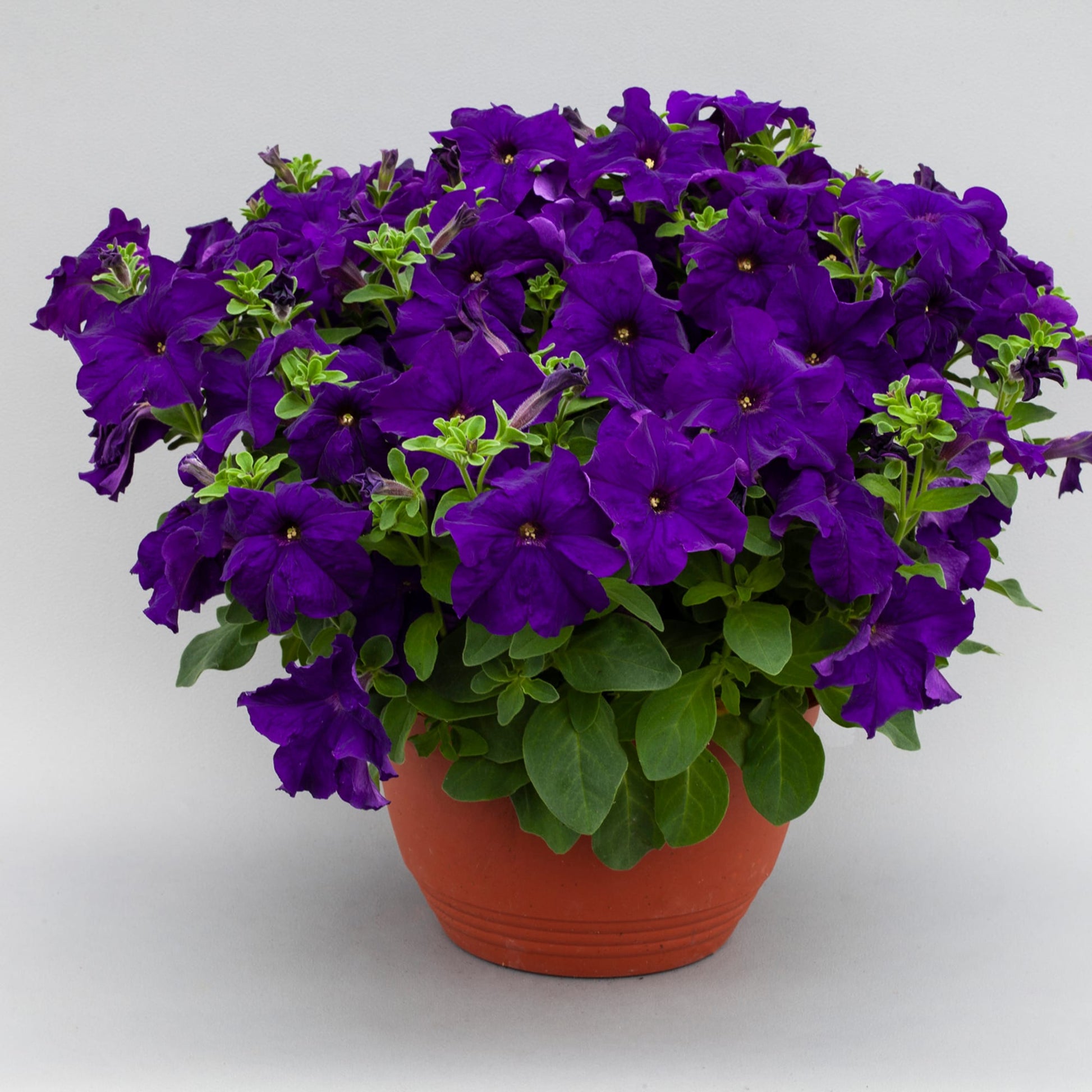 Petunia Blue Phantom Flower Seeds for Planting  Annual Flower Seeds for Vibrant Blooms