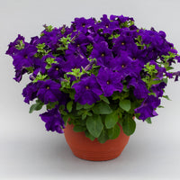 Petunia Blue Phantom Flower Seeds for Planting  Annual Flower Seeds for Vibrant Blooms