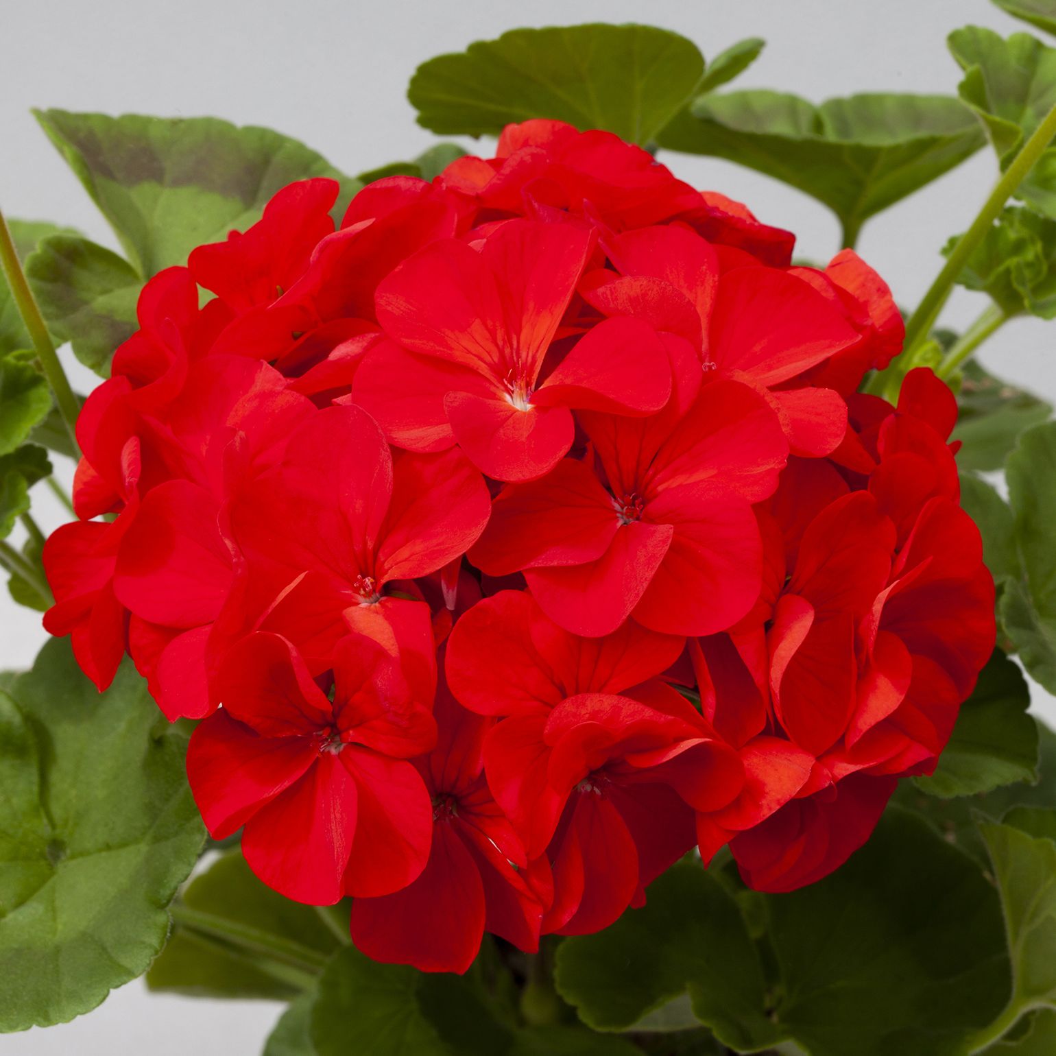 Maverick Scarlet Flower seeds for Planting Hardy Variety Heirloom & GMO Free Seeds for Home Garden