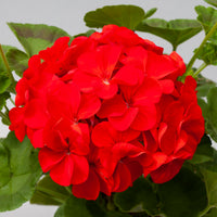 Maverick Scarlet Flower seeds for Planting Hardy Variety Heirloom & GMO Free Seeds for Home Garden
