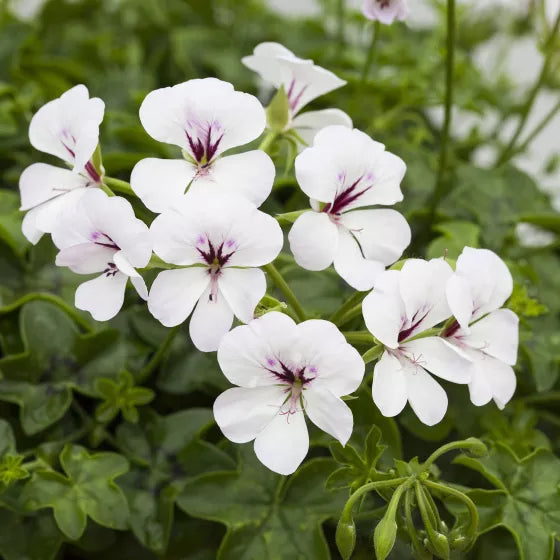 White Pelargonium Flower seeds for Planting Drought Tolerant Heirloom & GMO Free Seeds for Home Garden
 
 Sale