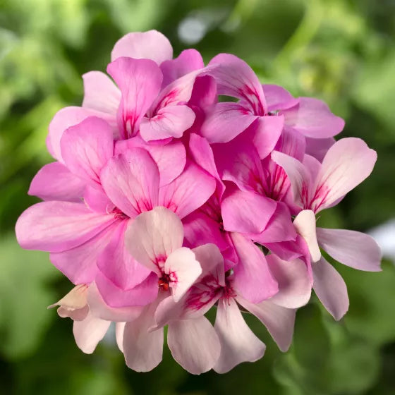 Lavender Geraniums Flower seeds for Planting Drought Tolerant Heirloom & GMO Free Seeds for Home Garden 
 
 Sale