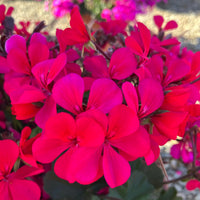 Dark Pink Geranium Apple Blossom Flower Seeds for Planting