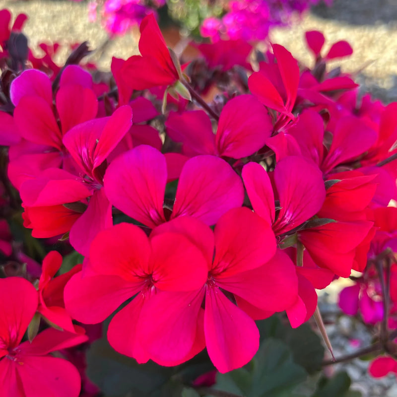 Dark Pink Geranium Apple Blossom Flower Seeds for Planting