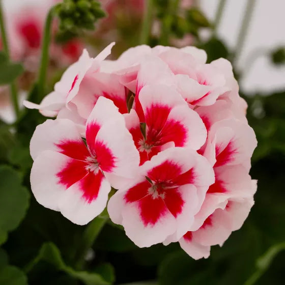 Red White Geranium Flower seeds for Planting - Compact Growth, Heirloom & GMO Free Seeds for Home Garden