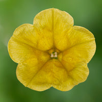 Sunrise Cascading Petunia Seeds Flower seeds for Planting Perfect for Borders Heirloom & GMO Free Seeds for Home Garden